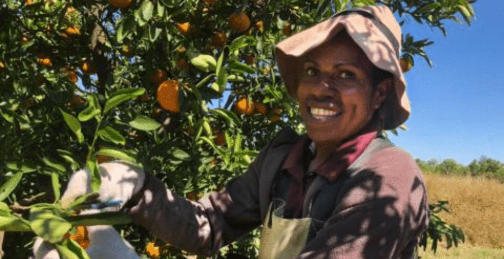 Palm Scheme Timorese Workers Agriculture